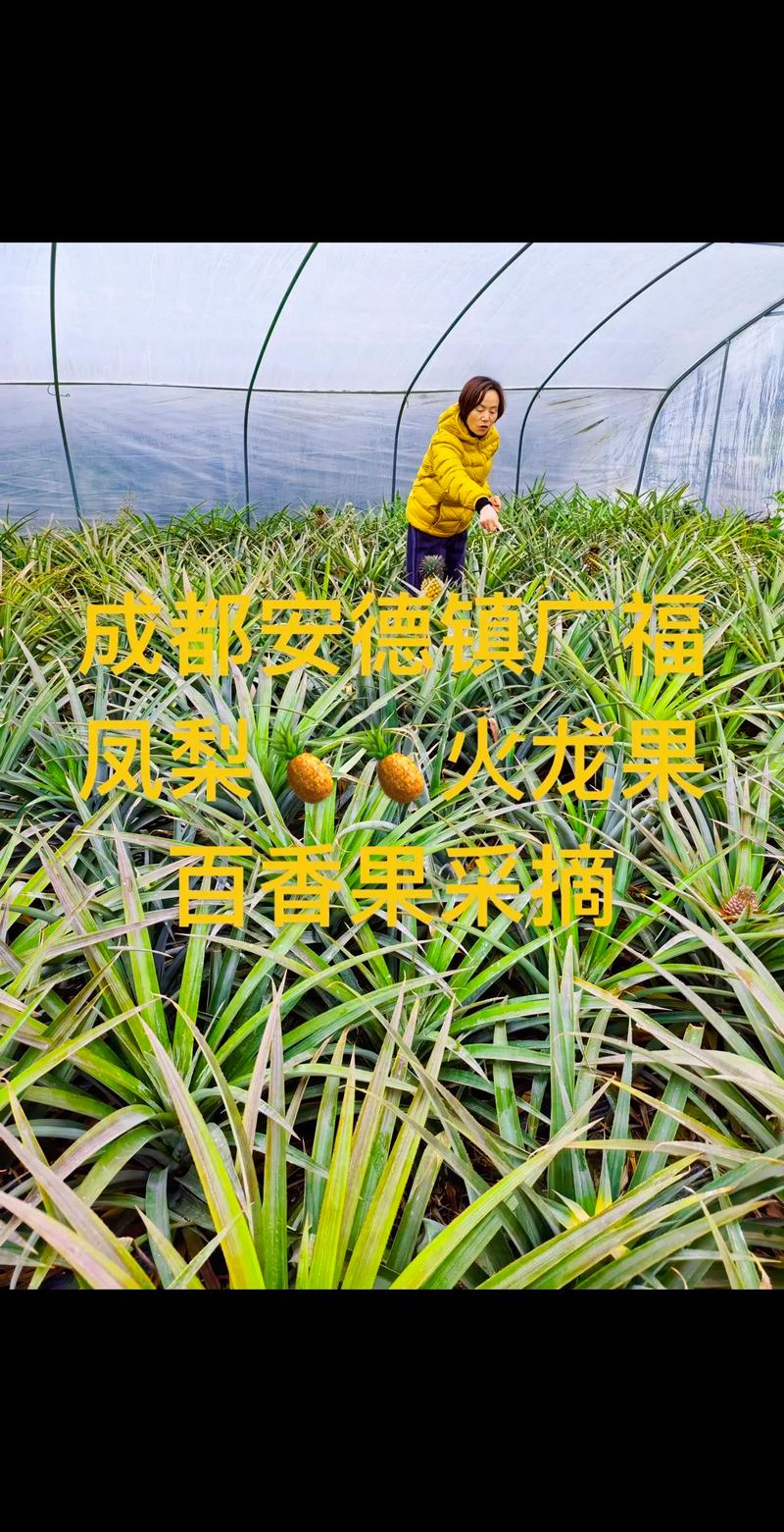 创意生日派对：玩转派对策划艺术